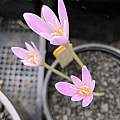 Colchicum corsicum, Pamela Harlow [Shift+click to enlarge, Click to go to wiki entry]
