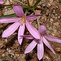 Colchicum cupanii, Angelo Porcelli [Shift+click to enlarge, Click to go to wiki entry]