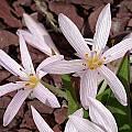 Colchicum cupanii var. glossophyllum, John Lonsdale [Shift+click to enlarge, Click to go to wiki entry]
