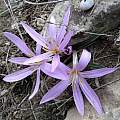 Colchicum eichleri, iNaturalist, mallaliev, CC BY-NC [Shift+click to enlarge, Click to go to wiki entry]