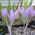 Colchicum feinbruniae, Peter Taggart [Shift+click to enlarge, Click to go to wiki entry]