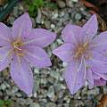 Colchicum feinbruniae, Peter Taggart [Shift+click to enlarge, Click to go to wiki entry]