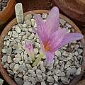 Colchicum graecum, Peter Taggart [Shift+click to enlarge, Click to go to wiki entry]