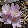Colchicum hierosolymitanum, Jane McGary [Shift+click to enlarge, Click to go to wiki entry]