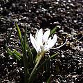 Colchicum hungaricum, Arnold Trachtenberg [Shift+click to enlarge, Click to go to wiki entry]