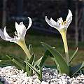 Colchicum hungaricum album, John Lonsdale