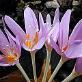 Colchicum laetum, John Lonsdale [Shift+click to enlarge, Click to go to wiki entry]