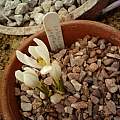 Colchicum leptanthum, Peter Taggart