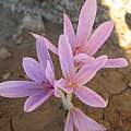 Colchicum lusitanum, Angelo Porcelli [Shift+click to enlarge, Click to go to wiki entry]