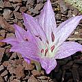 Colchicum macrophyllum, John Lonsdale [Shift+click to enlarge, Click to go to wiki entry]