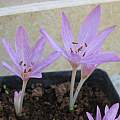 Colchicum neapolitanum, Angelo Porcelli [Shift+click to enlarge, Click to go to wiki entry]