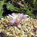Colchicum persicum, John Lonsdale [Shift+click to enlarge, Click to go to wiki entry]