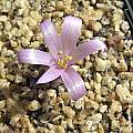 Colchicum persicum, John Lonsdale [Shift+click to enlarge, Click to go to wiki entry]