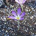 Colchicum procurrens, Arnold Trachtenberg [Shift+click to enlarge, Click to go to wiki entry]