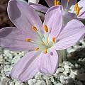 Colchicum pusillum, John Lonsdale [Shift+click to enlarge, Click to go to wiki entry]