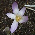 Colchicum rhodopaeum, Arnold Trachtenberg [Shift+click to enlarge, Click to go to wiki entry]