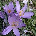 Colchicum sanguicolle, Jane McGary [Shift+click to enlarge, Click to go to wiki entry]