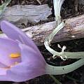 Colchicum sanguicolle, Jane McGary [Shift+click to enlarge, Click to go to wiki entry]