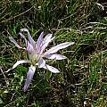 Colchicum soboliferum, Sabina Vlad, iNaturalist, CC BY [Shift+click to enlarge, Click to go to wiki entry]