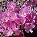 Colchicum sp., John Lonsdale [Shift+click to enlarge, Click to go to wiki entry]