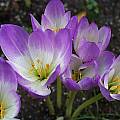 Colchicum speciosum, Arnold Trachtenberg [Shift+click to enlarge, Click to go to wiki entry]