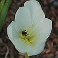 Colchicum speciosum 'Album' with bee, Mary Sue Ittner