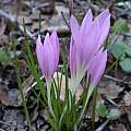 Colchicum stevenii, Gideon Pisanty [Shift+click to enlarge, Click to go to wiki entry]