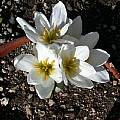Colchicum szovitsii, Jane McGary [Shift+click to enlarge, Click to go to wiki entry]