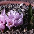 Colchicum szovitsii, Jane McGary [Shift+click to enlarge, Click to go to wiki entry]