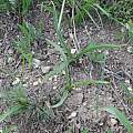 Colchicum trigynum, А.А. Теймуров, iNaturalist, CC BY-NC