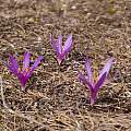 Colchicum trigynum, Pavel Odinev, iNaturalist, CC BY-SA