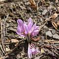 Colchicum umbrosum, Svetland Bogdanovich, iNaturalist, CC BY-NC [Shift+click to enlarge, Click to go to wiki entry]