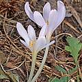 Colchicum umbrosum, vlad50, iNaturalist, CC BY-NC [Shift+click to enlarge, Click to go to wiki entry]