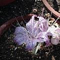 Colchicum variegatum, Jane McGary