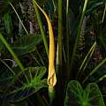 Colocasia esculenta var. antiquorum 'Illustris', Jay Yourch