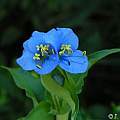 Commelina coelestis, Janos Agoston Commelina coelestis, Janos Agoston