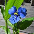 Commelina tuberosa, Mary Sue Ittner Commelina tuberosa, Mary Sue Ittner