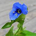 Commelina tuberosa, Mary Sue Ittner Commelina tuberosa, Mary Sue Ittner