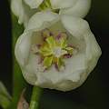 Convallaria majalis flower, David Pilling