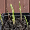 Convallaria majalis shoots, David Pilling Convallaria majalis shoots, David Pilling