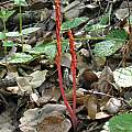 Corallorhiza maculata, Nhu Nguyen