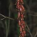 Corallorhiza seed pods, Bob Rutemoeller