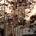 Corallorhiza wisteriana, Alani Davis