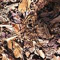 Corallorhiza wisteriana, Alani Davis