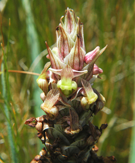 Corycium Pacific Bulb Society