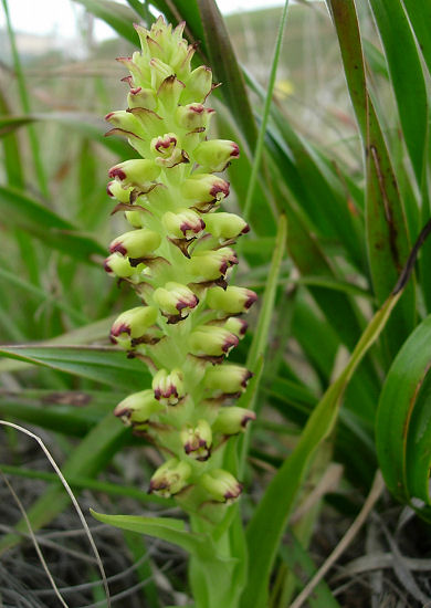 Corycium Pacific Bulb Society