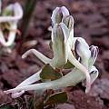 Corydalis afghanica ssp. elegans, John Lonsdale [Shift+click to enlarge, Click to go to wiki entry]
