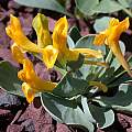 Corydalis aitchinsonii, John Lonsdale Corydalis aitchinsonii, John Lonsdale