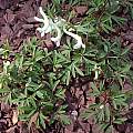 Corydalis angustifolia, John Lonsdale