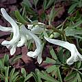 Corydalis angustifolia, John Lonsdale [Shift+click to enlarge, Click to go to wiki entry]